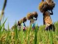 अखेर पीक विमा लाभार्थी शेतकऱ्यांच्या याद्या बँकांमध्ये! - Marathi News | Finally the list of crop insurance beneficiaries! | Latest akola News at Lokmat.com