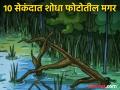 चॅलेंज! 10 सेकंदात शोधून दाखवा फोटोतील नदीत लपलेली मगर, 99 टक्के लोक झाले फेल! - Marathi News | Optical Illusion : Spot the crocodile in under 10 seconds | Latest social-viral News at Lokmat.com