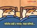 एक नाही तर तीन-तीन फरक आहेत 'या' एकसारख्या दिसणाऱ्या फोटोत, ९० टक्के लोक शोधून शोधून दमले - Marathi News | Can you find the 3 Differences in Hamster Sleeping in Bed Beat the 29-Second | Latest social-viral News at Lokmat.com