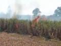 शिरसंगीत ५० एक्करमधील उसाच्या फडाला आग - Marathi News | Sugarcane fire in 50 acres of sugarcane field | Latest kolhapur News at Lokmat.com