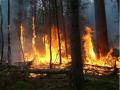  अमरावती जिल्ह्यातील पोहरा जंगलात भीषण आग; वन्यजीव बचावले - Marathi News | Massive fire in Pohra forest in Amravati district; Wildlife rescued | Latest amravati News at Lokmat.com
