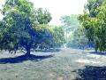 आचरा शेतमाळावर लागलेल्या आगीत आंबा कलमबागा जळून खाक - Marathi News | Burn the mango orchard in the fire on the Acharya farm | Latest sindhudurga News at Lokmat.com
