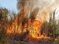 टाव्हरेवाडी येथे ३२ एकर ऊस जळाला  - Marathi News | 32 acres of sugarcane burnt in Tavrewadi | Latest pune News at Lokmat.com