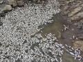 भाटनिमगावच्या परिसरातील भीमा नदीत पाण्याअभावी मासे मृत्यूमुखी  - Marathi News | Fish died due to lack of water in the river of Bhima at Bhatinimgaon | Latest pune News at Lokmat.com