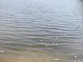 हिंगोलीत जलेश्वर तलावातील माशांचा अज्ञात कारणाने मृत्यू  - Marathi News | In Hingoli's Jaleshwar lake fish died due to unknown cause | Latest hingoli News at Lokmat.com