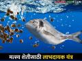 मत्स्यशेतीत खाद्याचा अपव्यय टाळण्यासाठी आलं हे नवीन यंत्र - Marathi News | This is a new device to prevent wastage of feed in fish farming | Latest agriculture News at Lokmat.com