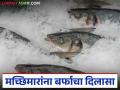 मच्छिमारांना बर्फ पुरवठा बंद करण्याचा निर्णय मागे; टनामागे किती रुपयांनी केली दरवाढ? - Marathi News | Decision to stop supply of ice to fishermen reversed; How many rupees per ton did the price increase? | Latest agriculture News at Lokmat.com