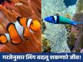 ८ असे जीव जे परिस्थितीनुसार बदलतात आपला लिंग, नर बनतात मादी! - Marathi News | Sea species that can change their gender according to the situation and become male from female | Latest jarahatke Photos at Lokmat.com