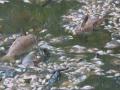 Mula Mutha River: मुळा-मुठा नदीत मृत माशांचा खच..! पालिकेकडून तपास सुरु - Marathi News | Dead fish littering the Mula-Mutha river! | Latest pune News at Lokmat.com