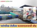 Fish Farming : पारंपरिक शेतीला पिंजऱ्यातील मत्स्यपालनाची जोड, नंदुरबारच्या शेतकऱ्याची कमाल - Marathi News | latest News Success Story Cage fish farming by Nandurbar farmer see details | Latest agriculture News at Lokmat.com