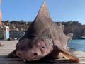 समुद्रात सापडला दुर्मीळ शार्क मासा, त्याचं तोंड पाहून लोक हैराण - Marathi News | Pig faced shark Italian sailors find rare fish with the body of a shark and face of a pig | Latest social-viral News at Lokmat.com