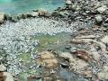 पाण्याअभावी उजनीच्या पायथ्याशी लाखो मासे मृत्युमुखी - Marathi News | Millions of fish died at the foot of Ujni due to water failure | Latest solapur News at Lokmat.com