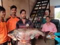 Pune | उजनी पाणलोट क्षेत्रात सापडला तीस किलो वजनाचा मासा - Marathi News | A fish weighing 30 kg was found in Ujani catchment area | Latest pune News at Lokmat.com