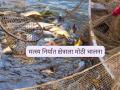 भारताच्या मत्स्य निर्यात क्षेत्राला मोठी चालना, युरोपीय महासंघाचा महत्वपूर्ण निर्णय  - Marathi News | Latest news Fish Farming Big boost to India's fish export sector, European Union's decision | Latest agriculture News at Lokmat.com