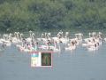 Ramsar Site: देशात 75 रामसर स्थळ, पैकी तीन महाराष्ट्रात; पाणथळावर फ्लेमिंगोचा नयनरम्य थवा - Marathi News | 75 Ramsar sites in the country, three of them in Maharashtra; A picturesque flock of flamingos here thane | Latest thane Photos at Lokmat.com