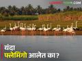 उजनी जलाशयामध्ये हिंगणी प्रकल्पात फ्लेमिंगो परदेशी पाहुण्यांची हजेरी - Marathi News | Visit of foreign visitors bird flamingo this year in Hingani project in Ujani dam | Latest agriculture News at Lokmat.com