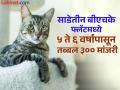 Pune: सदनिकेत आढळल्या तब्बल ३०० मांजरी; हडपसर परिसरातील खळबळजनक प्रकार - Marathi News | As many as 300 cats found in a flat Sensational incident in Hadapsar area | Latest pune News at Lokmat.com