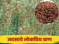 Javas Lagwad : तेलाचे अधिक उत्पादन मिळवून देणारे जवसाचे सुधारित वाण कोणते? - Marathi News | Javas Lagwad : Which improved varieties of flaxseed that give higher oil yield? | Latest agriculture News at Lokmat.com