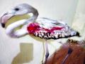 पतंगाच्या मांजाने फ्लेमिंगो रक्तबंबाळ - Marathi News | Mite flamingo bleeding | Latest vasai-virar News at Lokmat.com