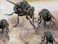 माणसाने बनविले माश्यांना ‘समलिंगी’, वाचा नेमके काय घडले?  - Marathi News | Fruit flies experience same-sex attraction due to air pollution | Latest jarahatke News at Lokmat.com