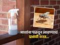 पावसाळ्यात घरभर माशा? 'या' तीनपैकी एक उपाय केला तरी माशा होतील गायब-त्रासच नाही - Marathi News | You can get rid of flies in your house by using these three remedies | Latest sakhi News at Lokmat.com