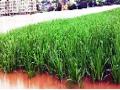जिल्ह्यातील तीन लाख शेतकऱ्यांना कर्जमाफीचा लाभ - Marathi News | Benefits of loan waiver to 3 lakh farmers in the district | Latest kolhapur News at Lokmat.com