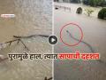 VIDEO: बापरे... पुराच्या पाण्यात दिसला महाभयानक साप, थायलंडच्या लोकांमध्ये प्रचंड घबराट - Marathi News | trending thailand flood videos terrifying snake seen in water causing great panic among people viral social media | Latest social-viral News at Lokmat.com