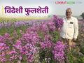 सजावटीसाठी मागणी असणाऱ्या डेजी पिंक व डेजी ब्ल्यू फुलांची शेती देतेय लाखोंचा नफा - Marathi News | Farming of pink and blue daisy flowers, which are in demand for decoration, is yielding profits worth lakhs | Latest agriculture News at Lokmat.com