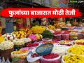 Flower Market : फुलांच्या बाजारात मोठी तेजी; मोगरा ९०० तर काकडा १२०० रुपये किलो - Marathi News | latest news Flower Market: Big boom in the flower market; Mogra Rs 900 and cucumber Rs 1200 per kg | Latest agriculture News at Lokmat.com