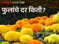 Flower Market : फुलांचे दर कोसळले; काय आहे कारण वाचा सविस्तर - Marathi News | latest news Flower Market : Flower prices have collapsed; Read the reason in detail | Latest agriculture News at Lokmat.com