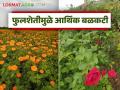 Floriculture Farming : पारंपरिक शेतीला पूरक पर्याय; फुलशेतीमुळे शेतकऱ्यांना मोठा फायदा वाचा सविस्तर - Marathi News | latest news Floriculture Farming: A complementary alternative to traditional farming; Floriculture provides great benefits to farmers. Read in detail | Latest agriculture News at Lokmat.com