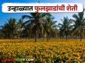 crop Management : उन्हाळ्यात फुलझाडांची शेती कशी ठरते फायदेशीर, वाचा सविस्तर - Marathi News | Latest News Crop Management How is the cultivation of flowers profitable in summer, read in detail | Latest agriculture News at Lokmat.com
