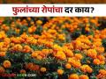 Rose Plant Rate : गुलाब, जास्वंद, लिलीचे रोपांचा दर काय? जाणून घ्या सविस्तर  - Marathi News | Latest News how much price of rose, jasmine, lily plants in nursery Know in detail  | Latest agriculture News at Lokmat.com