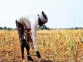 सहा हजार गावांतील दुष्काळस्थितीकडे ‘महसूल’ची डोळेझाक  - Marathi News | "Revenue" turned a blind eye to the drought situation in six thousand villages | Latest amravati News at Lokmat.com