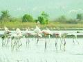 ‘फ्लेमिंगों’नी उरणकडे फिरवली पाठ - Marathi News | The 'flamingos' turned their back to the desert | Latest navi-mumbai News at Lokmat.com