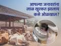 लाळ खुरकत रोग आपल्या गोठ्यात आलाय? कसे कराल नियंत्रण - Marathi News | foot and mouth FMD disease has come to your cowshade? How to control | Latest agriculture News at Lokmat.com