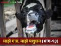 FMD Disease पावसाळ्यात पशुधनातील लाळ्या खुरकूत रोखायचा कसा? - Marathi News | How to prevent FMD Disease in livestock during rainy season? | Latest agriculture News at Lokmat.com