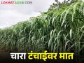 दुष्काळाचा वाढतोय डर चारापिके लागवडीवर देऊया भर - Marathi News | Fear of drought is increasing, let's focus on Charapika cultivation | Latest agriculture News at Lokmat.com
