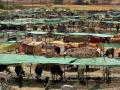 बुलडाणा जिल्ह्यातील पहिली चारा छावणी आमसरीत - Marathi News | First fodder camp in Buldhana district in Amsari village | Latest buldhana News at Lokmat.com