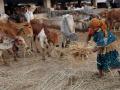 मराठवाड्यात ४ लाख ८३ हजार ९११ जनावरांना चारा - Marathi News | Fodder for 4 lakh 83 thousand 911 animals in Marathwada | Latest chhatrapati-sambhajinagar News at Lokmat.com