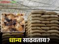 साठवणुकीत धान्याला किड लागतेय; धान्य संरक्षणासाठी सोप्या पद्धती कोणत्या? - Marathi News | In storage, food grain damage by pests; What are the easiest ways to protect food grain? | Latest agriculture News at Lokmat.com
