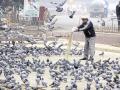 पक्ष्यांना फरसाण अन् पाव खाऊ घालणार, तो जाळ्यात अडकणार ! - Marathi News | He will feed the birds with farsan and bread, but he will be caught in a trap | Latest jalgaon News at Lokmat.com