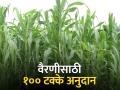 चारा पिकांची लागवड करा आणि पैसे कमवा - Marathi News | Plant fodder crops and earn money | Latest agriculture News at Lokmat.com