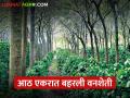 Forest Farming : शेतकऱ्याने आठ एकरांत बहरवली वनशेती, लागवड कशी करावी?  - Marathi News | latest News farmer flourished forest farming in eight acres, how to plant? | Latest agriculture News at Lokmat.com