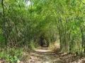 महसूल आयुक्तालयाच्या धर्तीवर मुख्य वनसंरक्षक कार्यालये - Marathi News | Chief forest conservation offices on the premises of the Revenue Commissioner | Latest sindhudurga News at Lokmat.com