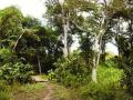 मुंबईत होणार दाट घनतेचे जंगल; पर्यावरणाचा राखणार समतोल - Marathi News | Dense jungle in Mumbai; Environmental balance | Latest mumbai News at Lokmat.com