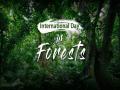 International Day of Forests 2022: एक झाड वर्षभरात 100 किलो ऑक्सिजन देतो, जाणून घ्या जगातील मोठ्या जंगलांची स्थिती... - Marathi News | International Day of Forests 2022: A tree provides 100 kg of oxygen throughout the year, find out the condition of the world's largest forests | Latest national Photos at Lokmat.com