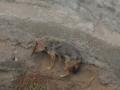  कोरड्या विहिरीत पडलेल्या कोल्ह्याचे वाचविले प्राण - Marathi News | Pran survived a fox in a dry well | Latest akola News at Lokmat.com