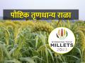 millet पौष्टिक तृणधान्य राळा पिकाची लागवड कशी करायची? - Marathi News | How to cultivate foxtail millet nutritious millet crop? | Latest agriculture News at Lokmat.com