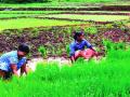 पावसाचा जोर ओसरला, सिंधुदुर्गात शेतीची कामे आली शेवटच्या टप्प्यात - Marathi News | the agricultural works came in the last stage In Sindhudurga | Latest sindhudurga News at Lokmat.com